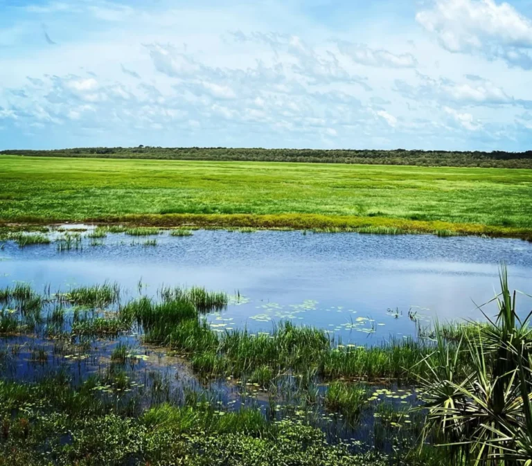 Discover Fogg Dam: A Birdwatcher’s Paradise in NT