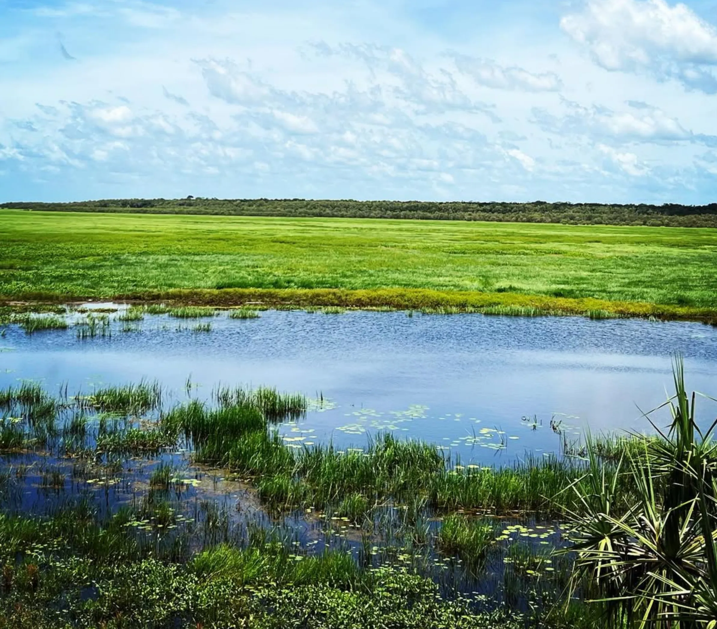Discover Fogg Dam: A Birdwatcher’s Paradise in NT