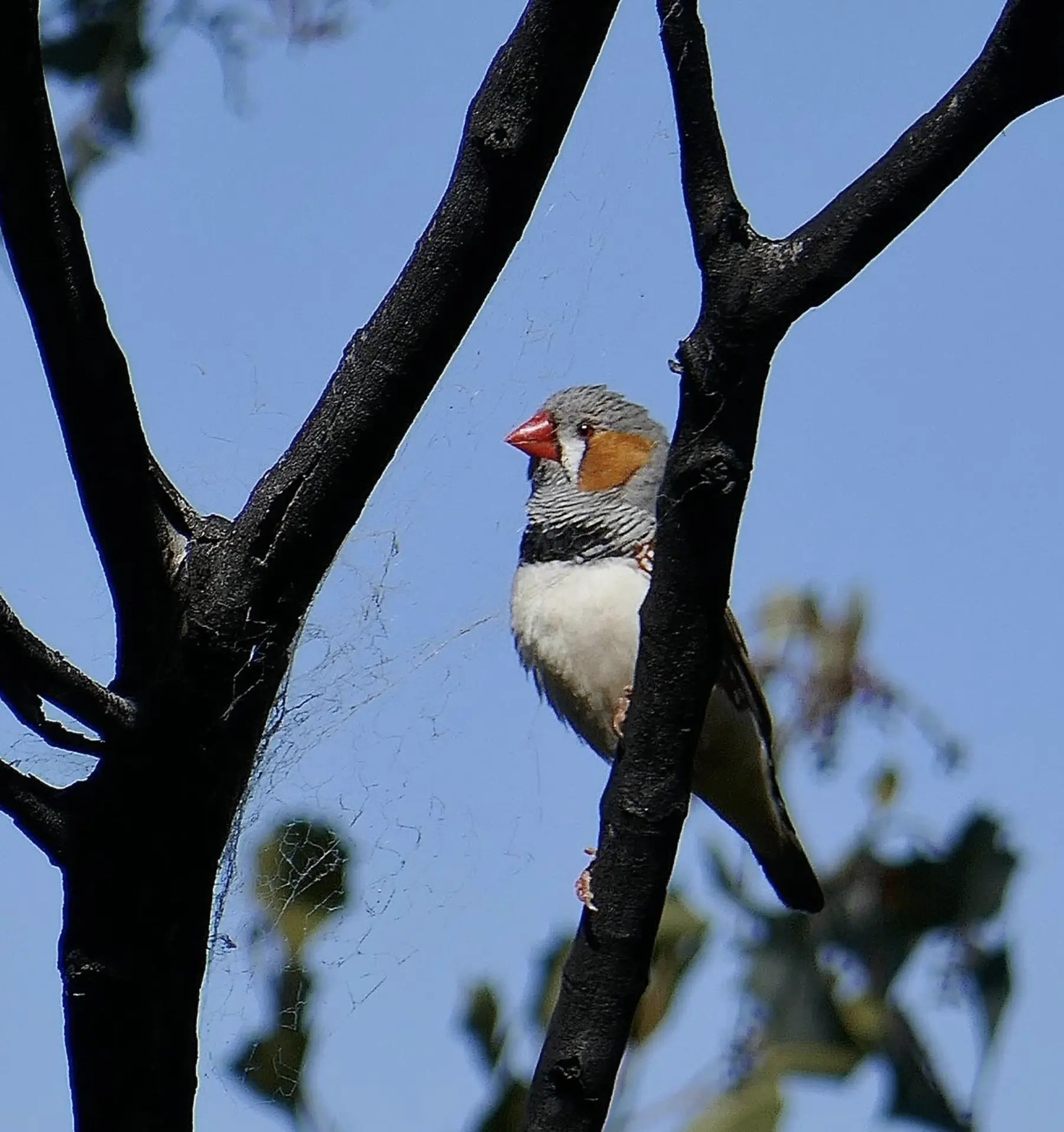 Larapinta Trail Wildlife