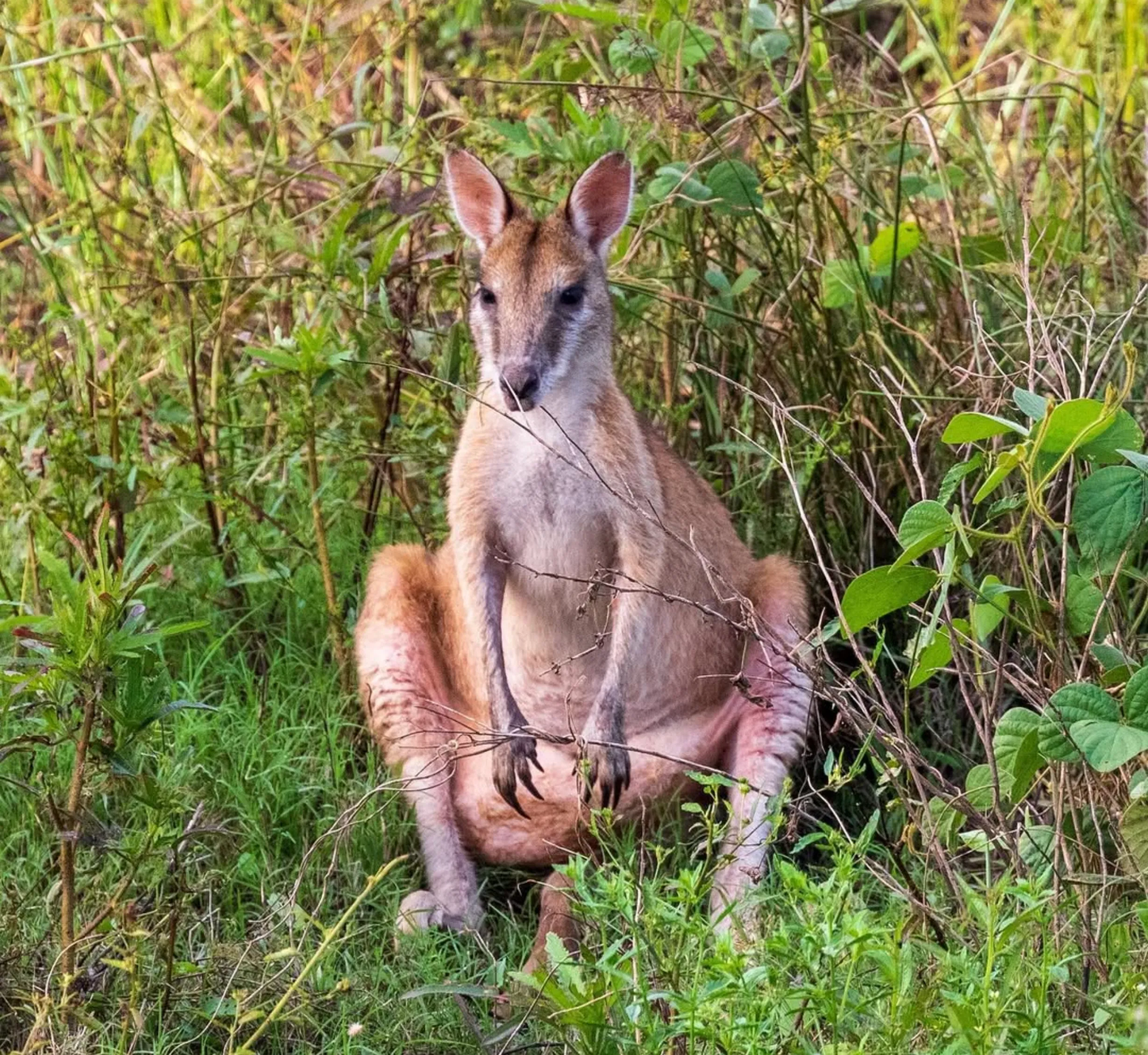 nature lover, Fogg Dam